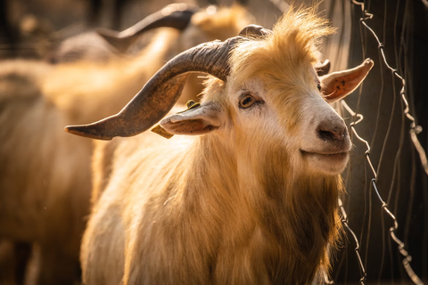 do goats eat metal 2