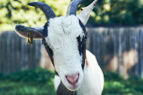 do goats eat metal 3