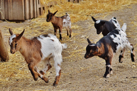 How To Properly Band A Male Goat 