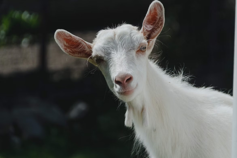 punny goat names 2