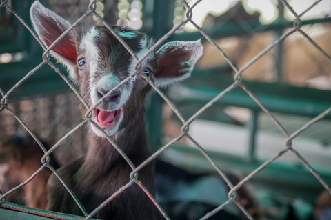 punny goat names 3