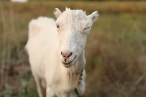 punny goat names 5