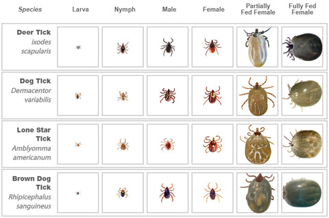 what does embedded tick look like on dog