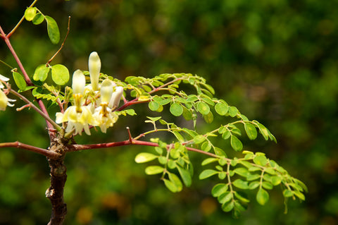Branches of a moringa tree in flower.