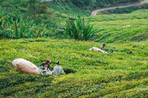 Workers harvesting in a plantation.