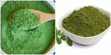 A side-by-side image of different shades of moringa powder