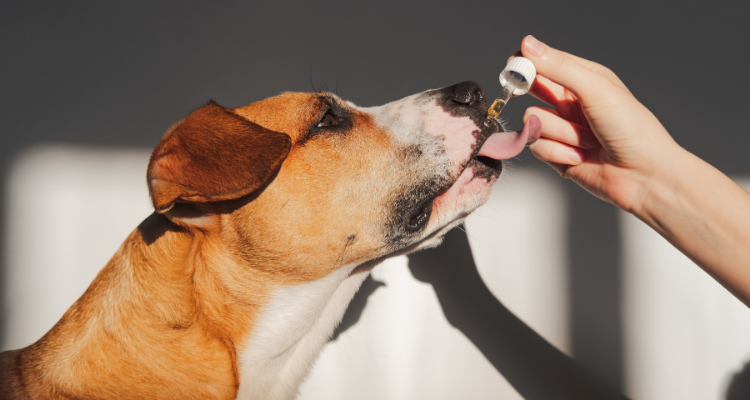 Verabreichung CBD Öl für Hunde