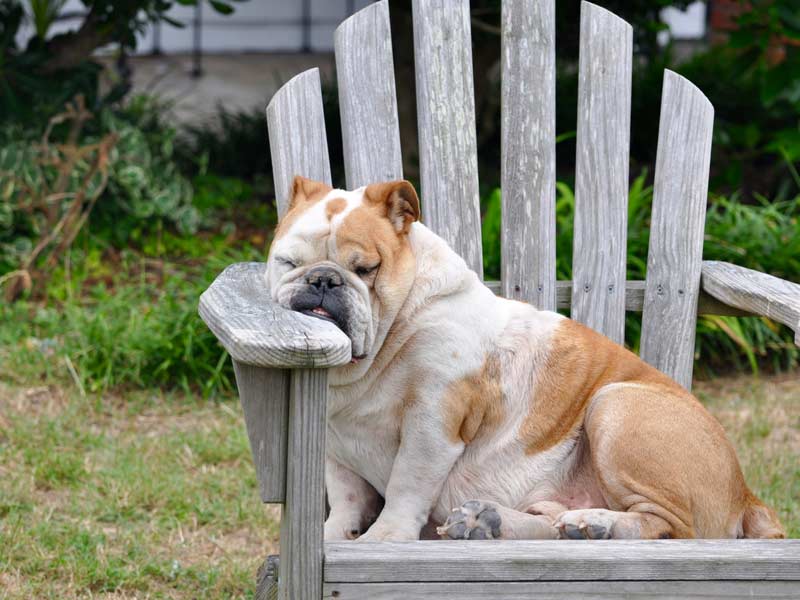 CBD Hund Nebenwirkung schläfrig