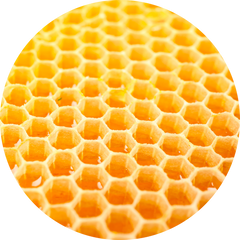 Fitono Pfotenbalsam mit Bienenwachs