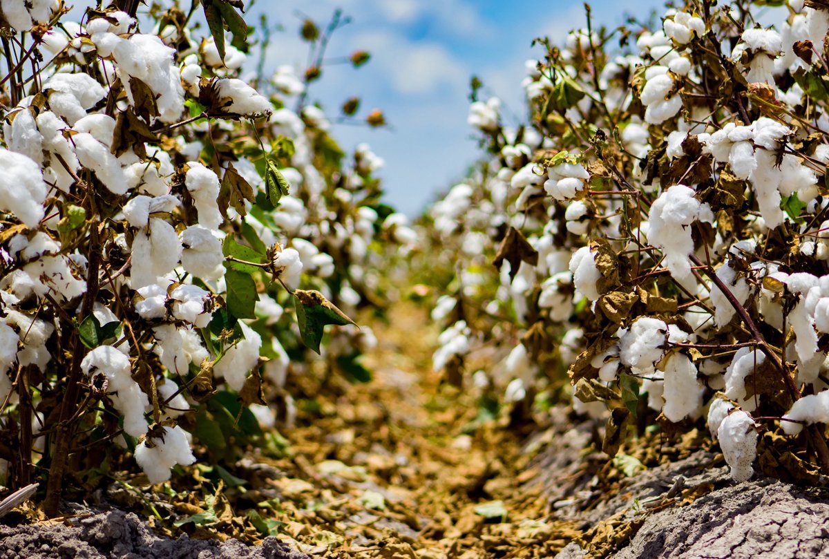 organic cotton vs regular cotton