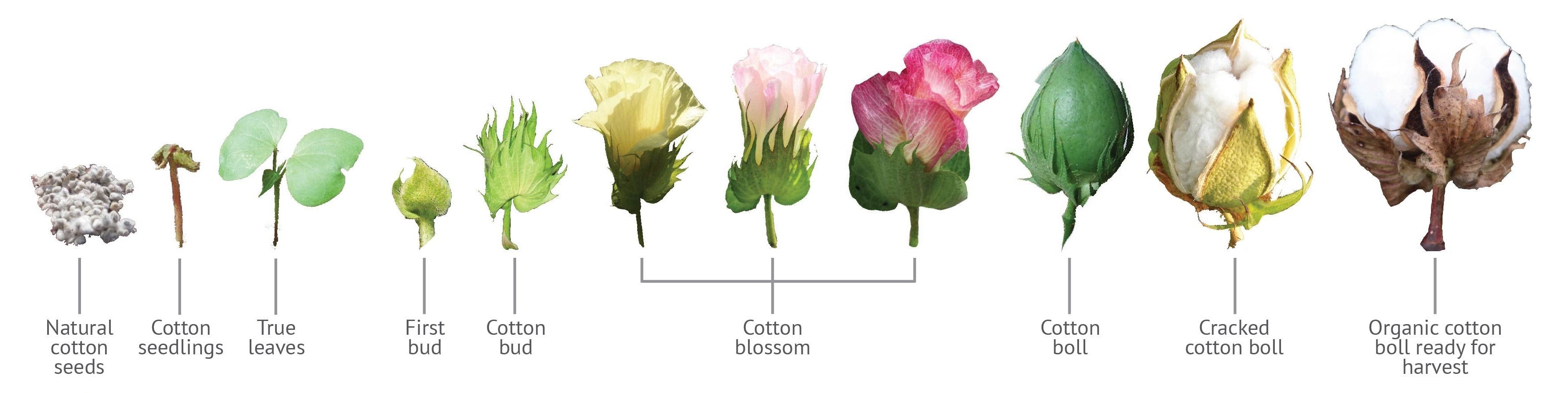 organic cotton growth