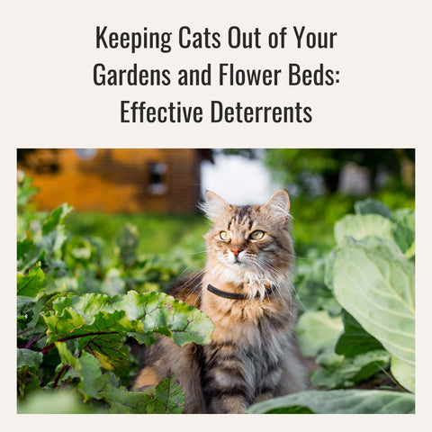 Scaredy Cat plant Coleus Canina keep cats out of your garden