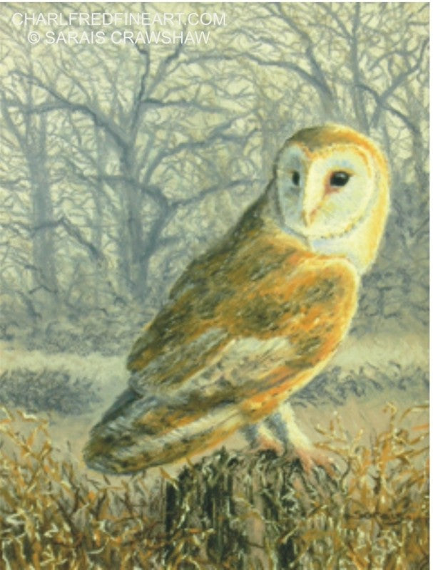 Hunter At Dusk' Barn Owl - Pastel Bird Painting - Animal Art for sale –  Charlfred Fine Art