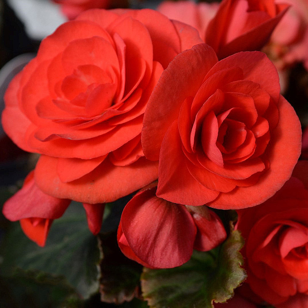 Bégonia solenia rose foncé – Le Jardin de Louise