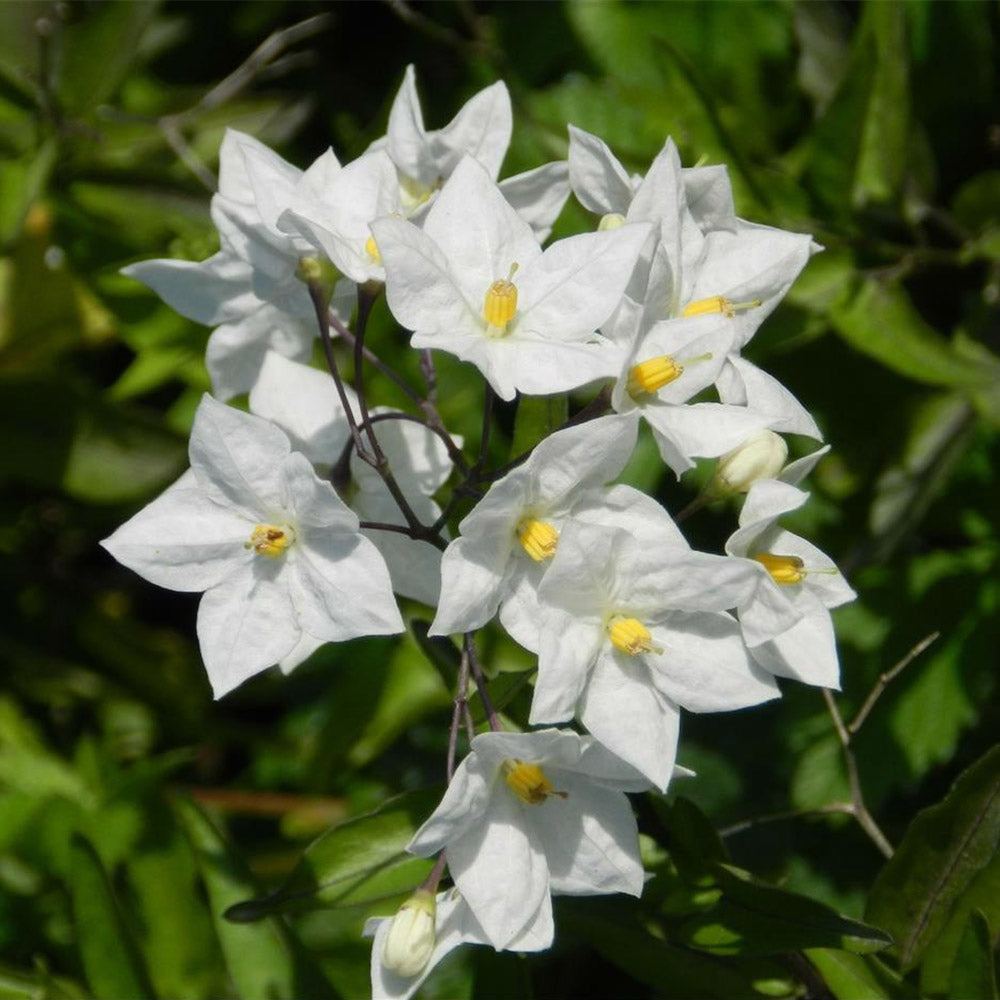 Solanum jasminoides Blanc 'étoile de Bethléem' – Le Jardin de Louise