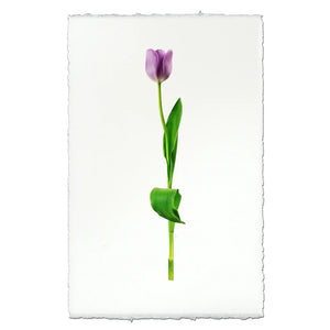 Lavander Tulip Matted on Black with White Oak Frame 12.5" x 17" - The Little Marketplace