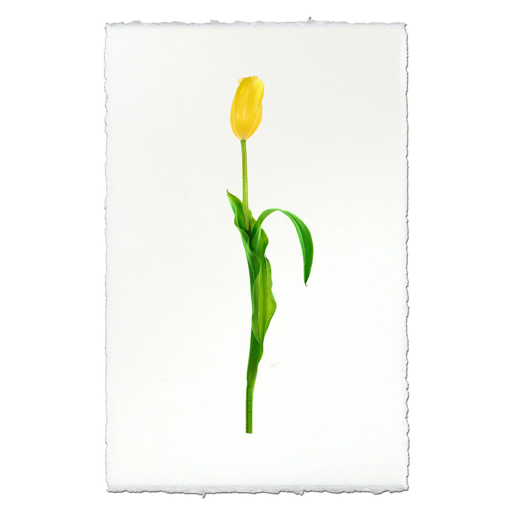 Yellow Tulip Photographic Print