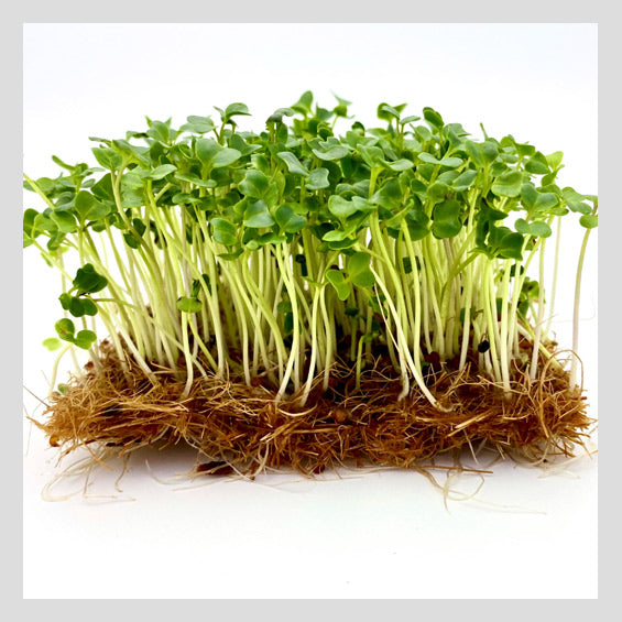 UrbanSproutz Kale Microgreens Seeds. Best Microgreens Seeds in Singapore. Fully Organic & Non-GMO. High germination rate & grow healthy Microgreens now! Healthy & Sustainable Living