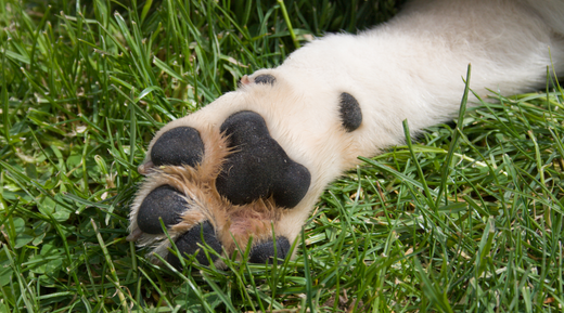 How to Keep Your Pup's Paws Cool in Warmer Weather – Squishface