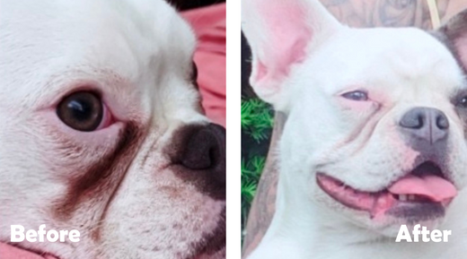 why do french bulldogs have tear stains?