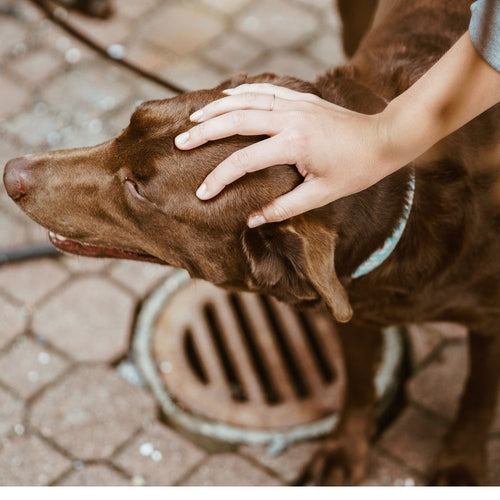 Petting other people's (friendly) dogs can boost your health