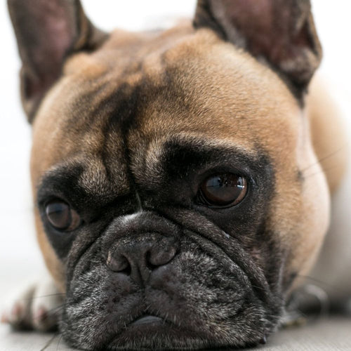 Why You Should Avoid Trying Home Remedies On Your Dog – Squishface