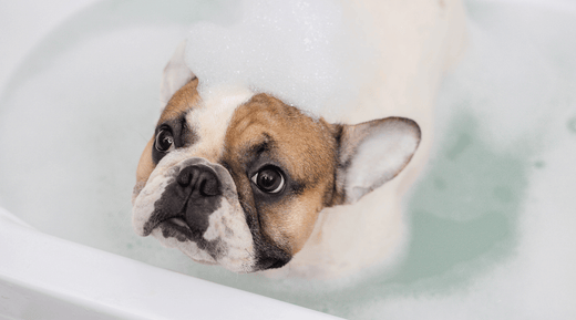 How Often Should I Bathe My Wrinkly Dog? – Squishface