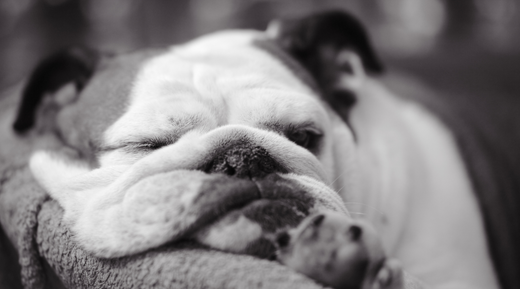 Do Dogs Get Bored? 10 Tips to Keep Dog Boredom Away