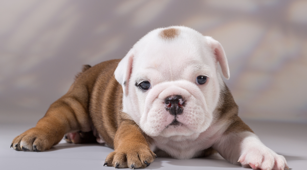 Squishface Blog | Tips to Remove Dog Tear Stains