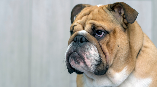 Why Do Bulldogs Have Wrinkles? – Squishface