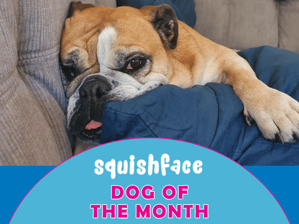 Squishface april dog of the month - english bulldog