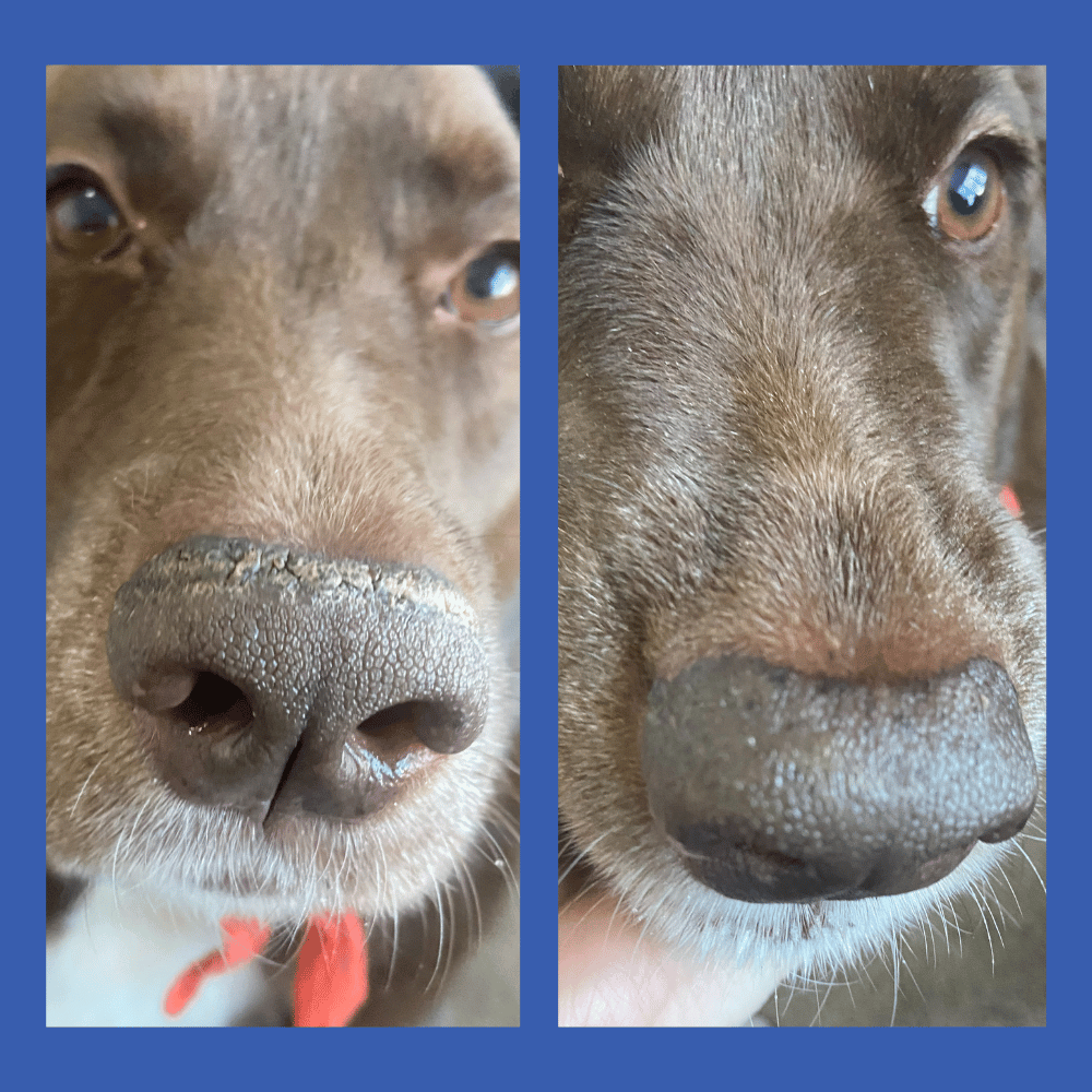 Before & After of Squishface Dog Nose Balm Labrador