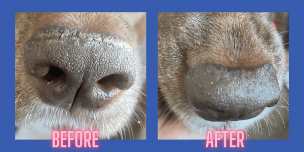 Squishface nose balm before and after pictures