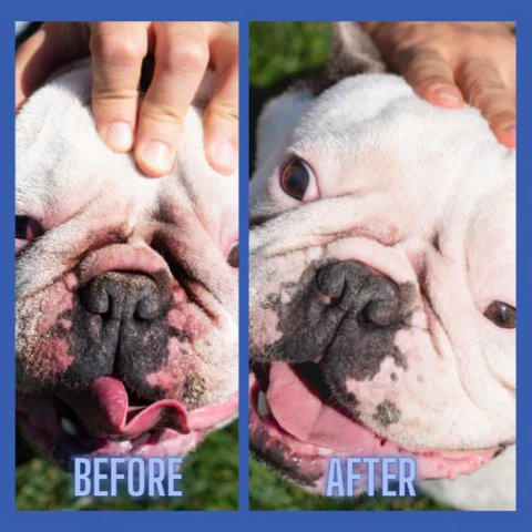 bulldog before & after using wrinkle wipes and wrinkle paste