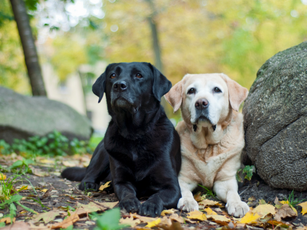 Black Labrador and Yellow Labrador in forest