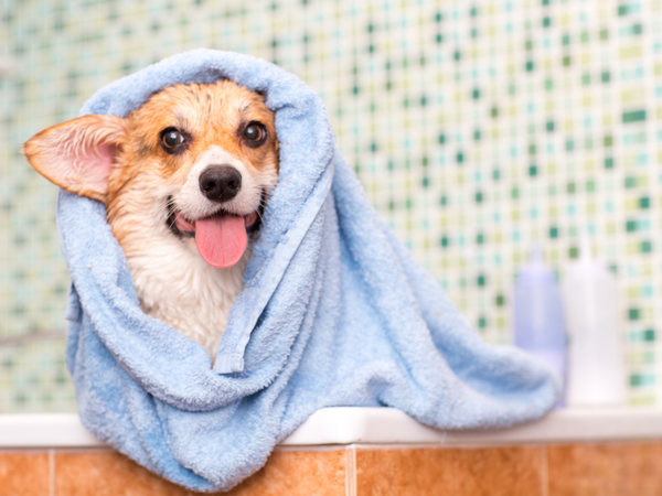 Picture of a corgi dog being groomed