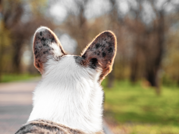 Picture of a Dog's ears from behind