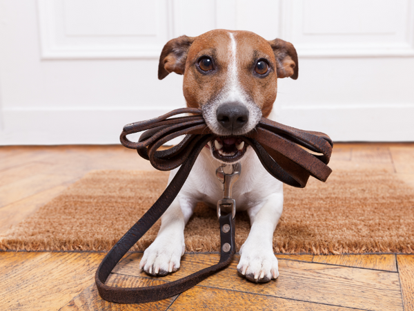 Dog Holding leather leash in it's mouth