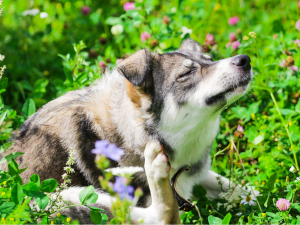 Picture of dog scratching their neck while lying in grass