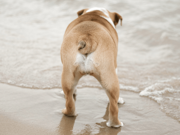 Picture of an english bulldog from behind with tail displayed