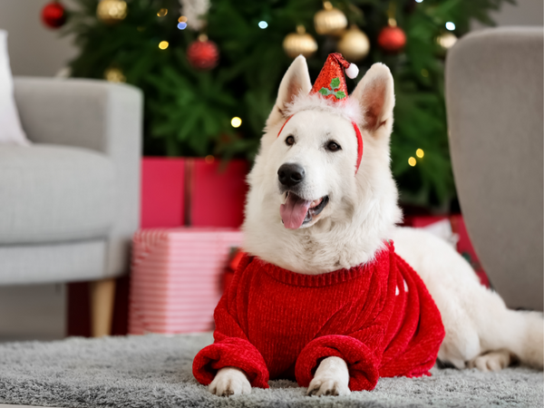 Picture of a fluffy dog in warm winter sweater