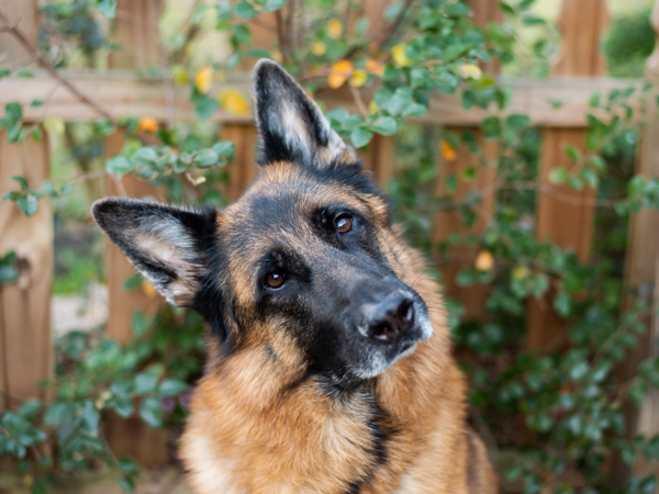 Picture of a german shepherd dog