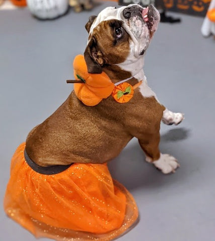 Dog wearing Halloween Costume