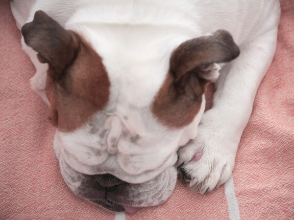 Picture of interdigital cysts on a bulldog's paw