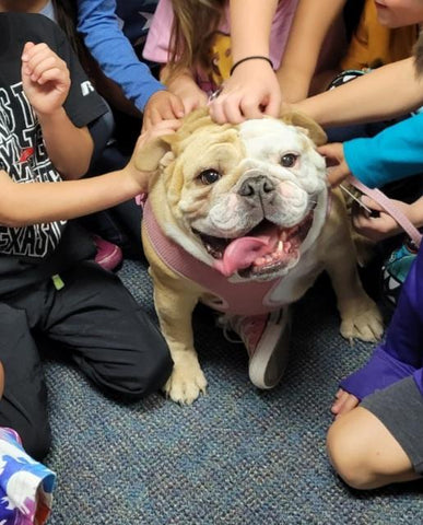 Picture of bulldog being pet by human friends