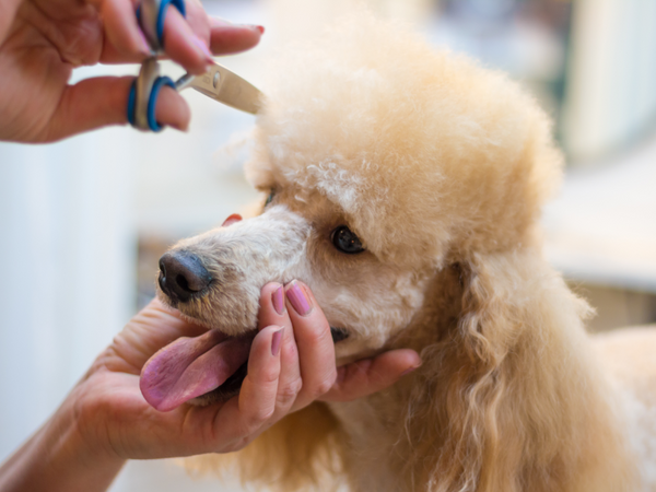 Picture of a poodle dog being groomed
