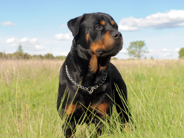 Picture of a rottweiler dog standing in grass
