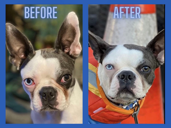 Before & After of Dog Using Squishface Products