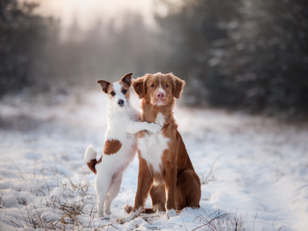 Picture of two dogs sitting down in the snow together
