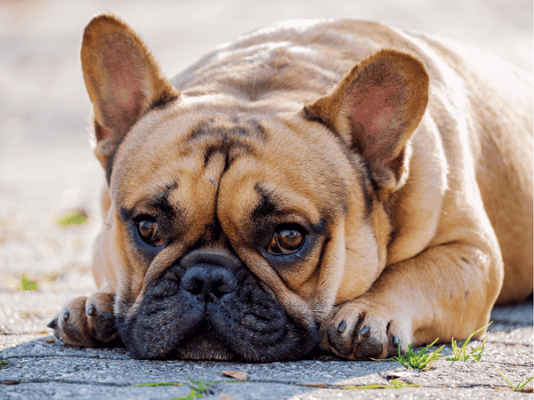 Dog Vulvar Dermatitis Treatment – Squishface